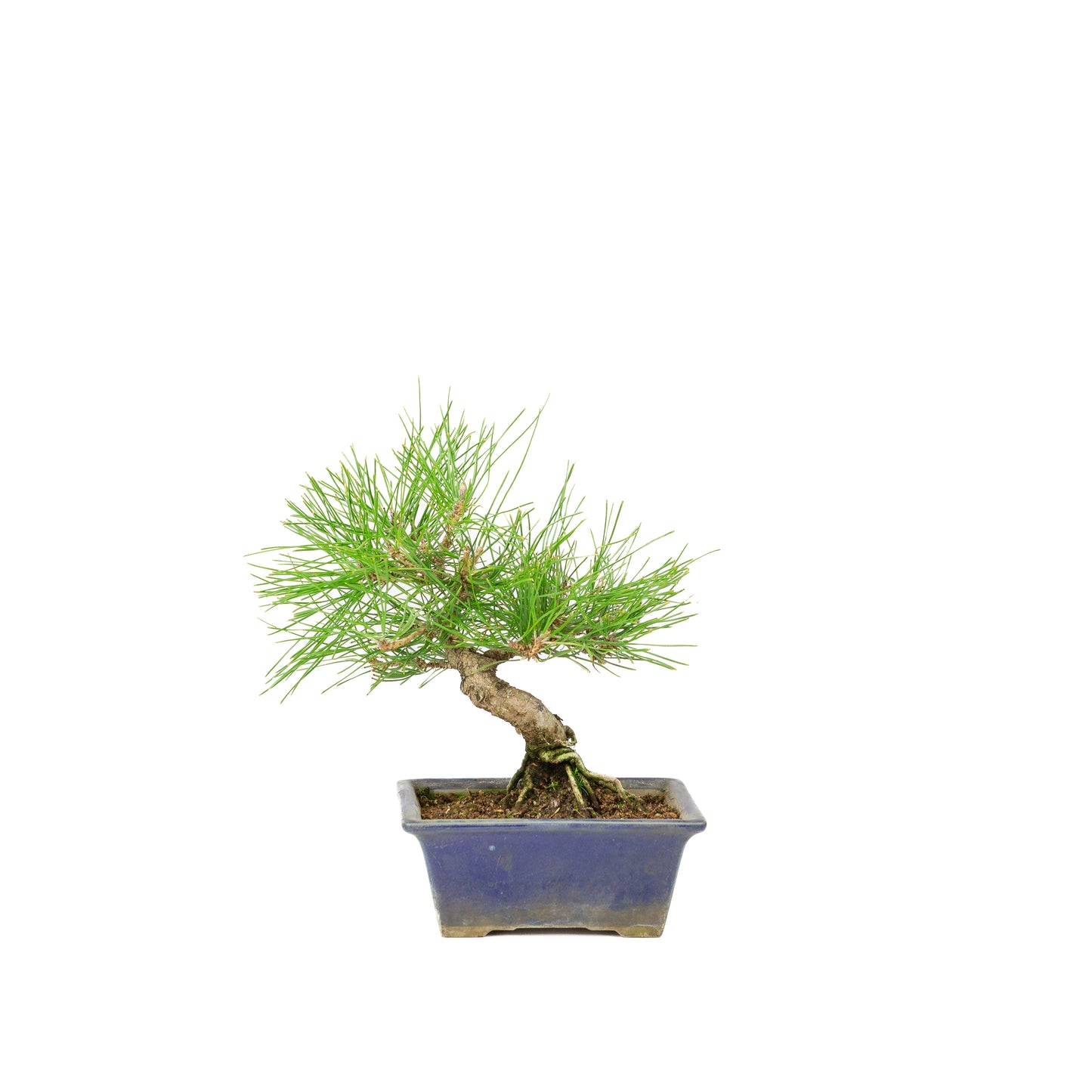 Pinus thunbergii blue pot 14m, height ~25cm
