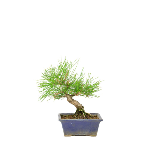 Pinus thunbergii blue pot 14m, height ~25cm