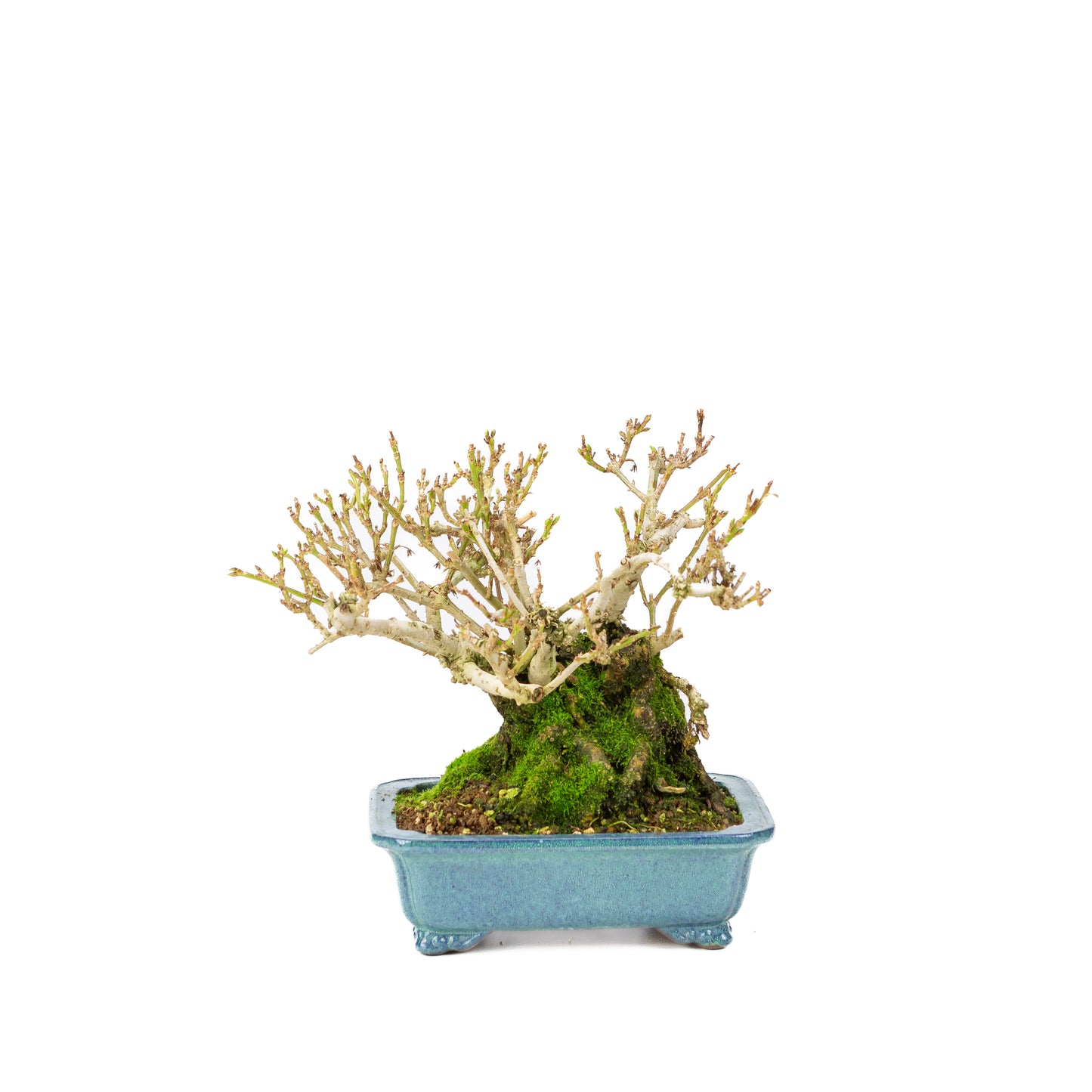 Forsythia blue pot 18cm, height ~23cm