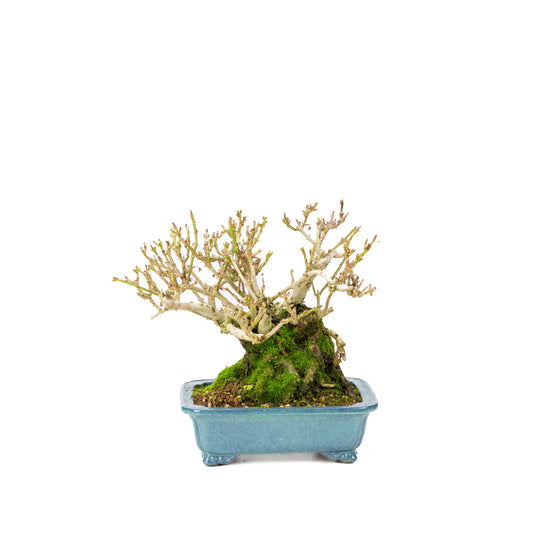 Forsythia blue pot 18cm, height ~23cm