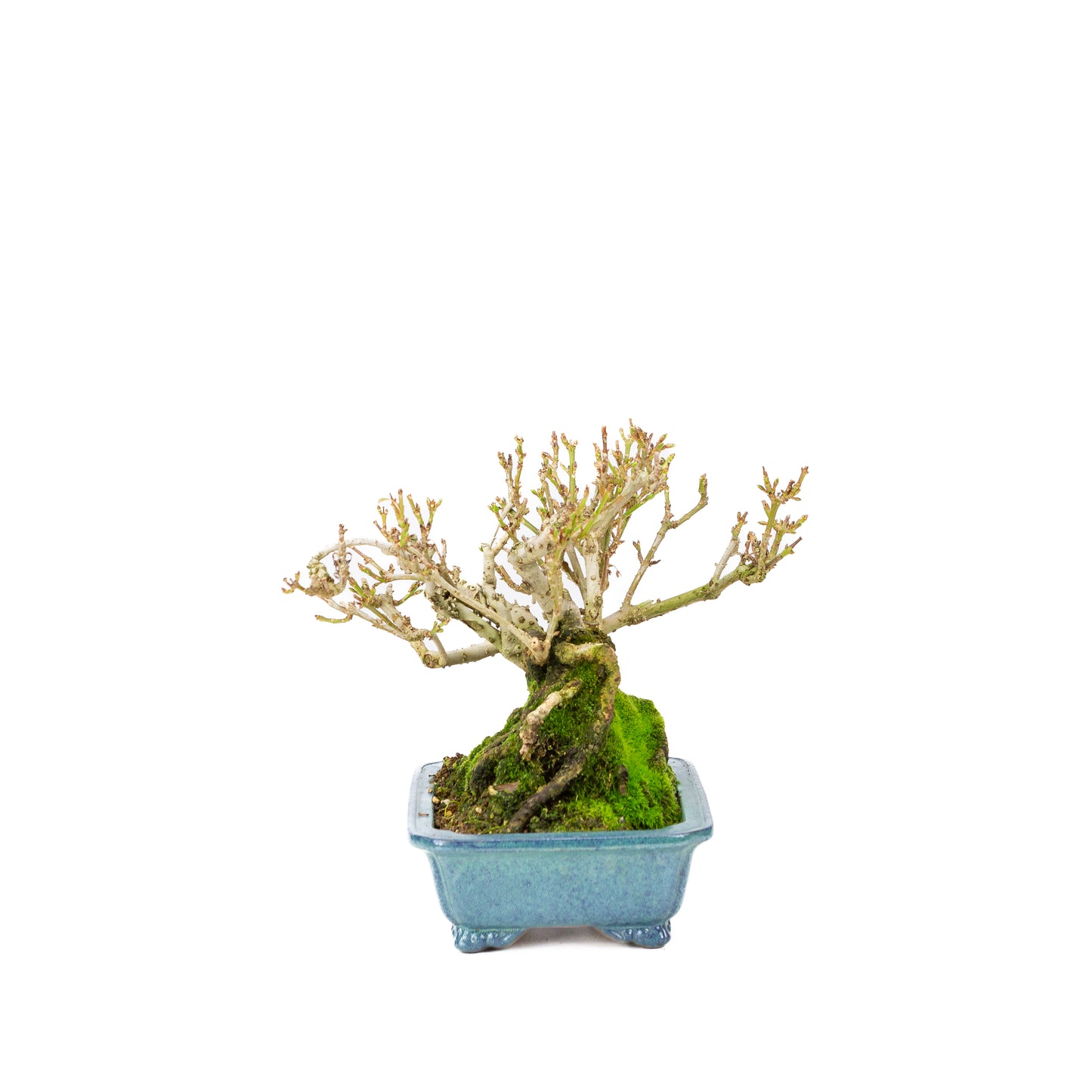 Forsythia blue pot 18cm, height ~23cm