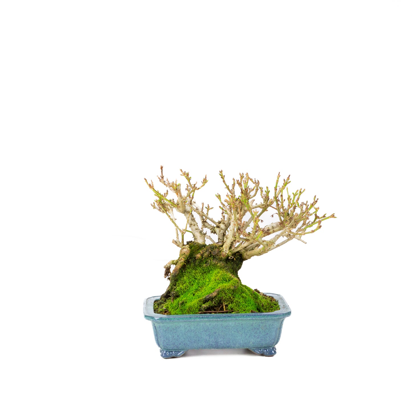 Forsythia blue pot 18cm, height ~23cm