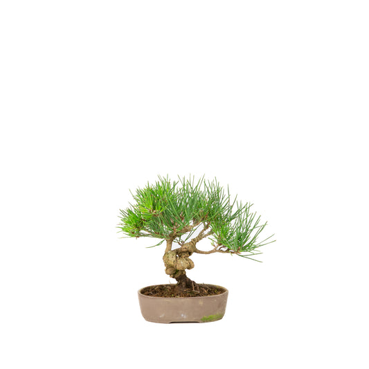 Pinus thunbergii unglazed pot 12m, height ~20cm