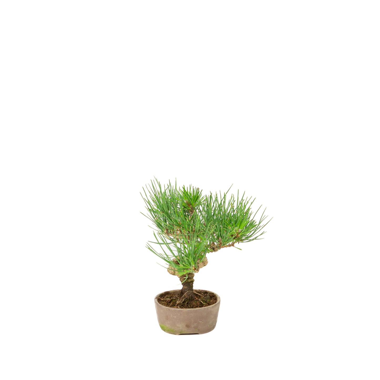 Pinus thunbergii unglazed pot 12m, height ~20cm