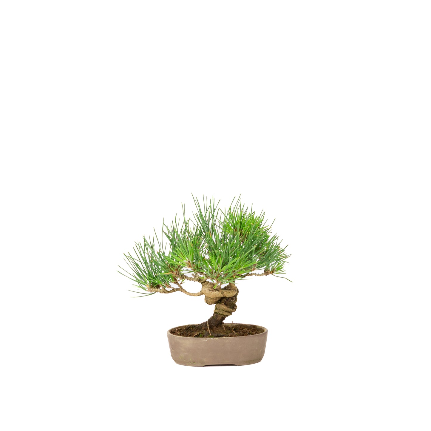 Pinus thunbergii unglazed pot 12m, height ~20cm