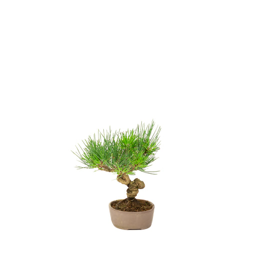 Pinus thunbergii unglazed pot 12m, height ~20cm