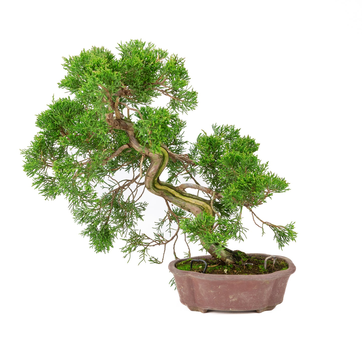 Juniperus chinensis unglazed 19cm, height ~41cm