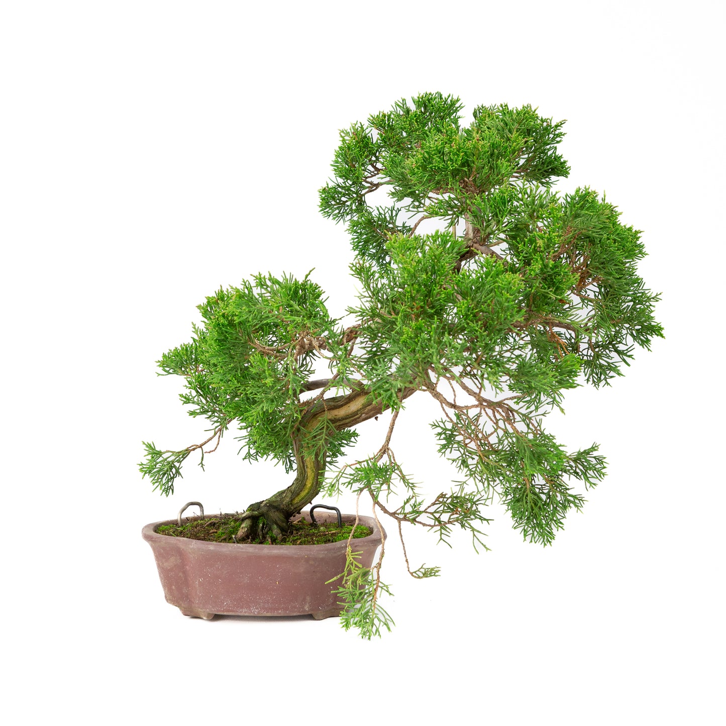 Juniperus chinensis unglazed 19cm, height ~41cm