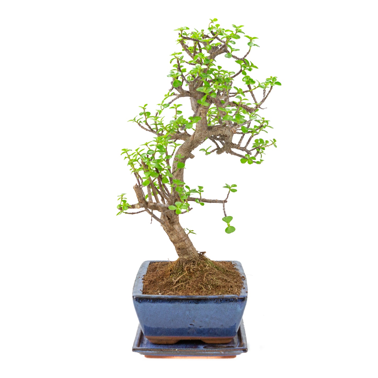 Portulacaria afra (Spekboom) Bonsai in blauwe pot 28cm, hoogte ~51cm