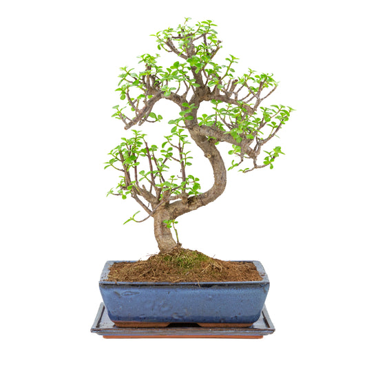 Portulacaria afra (Spekboom) Bonsai in blauwe pot 28cm, hoogte ~51cm
