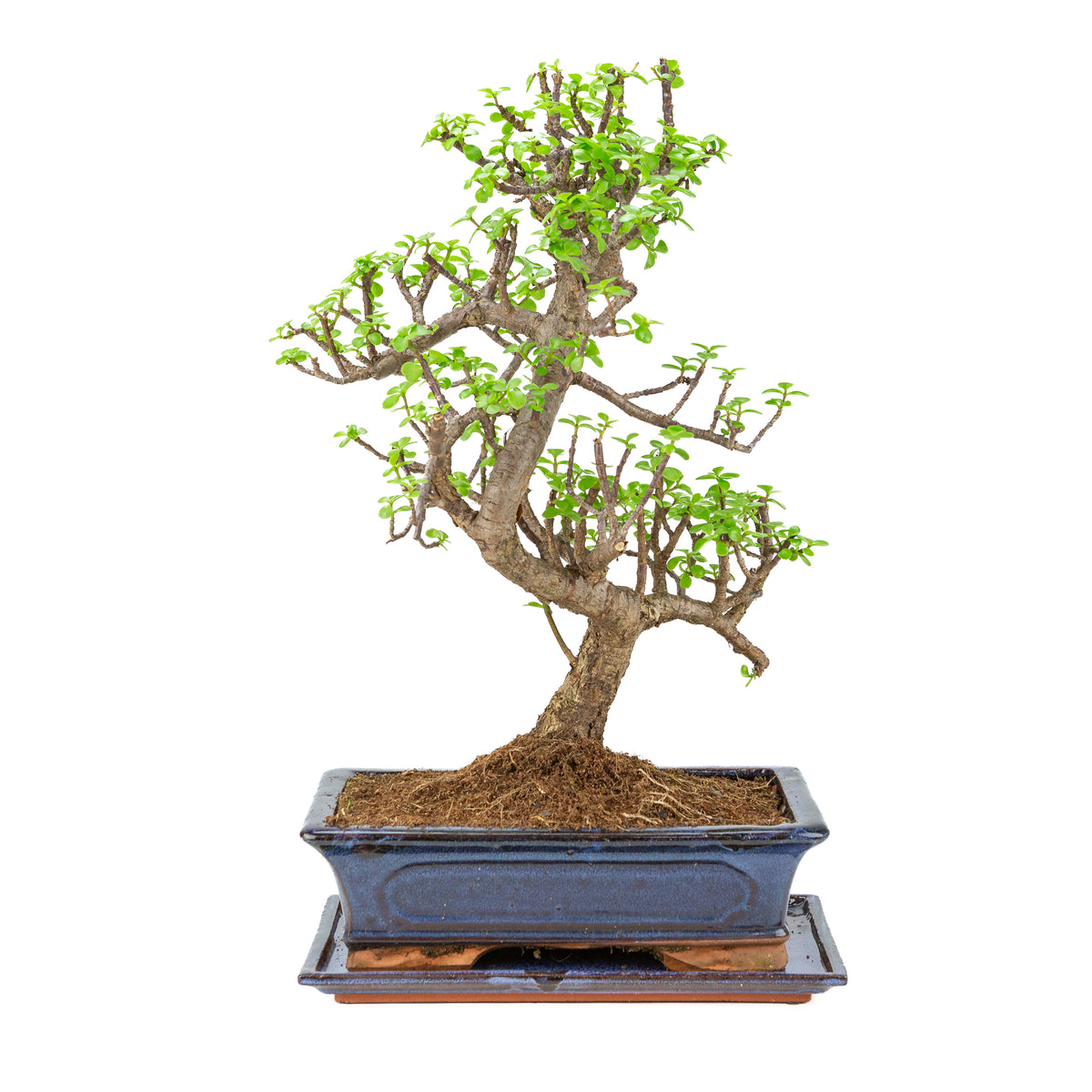 Portulacaria afra (Spekboom) Bonsai in blauwe pot 29cm, hoogte ~53cm
