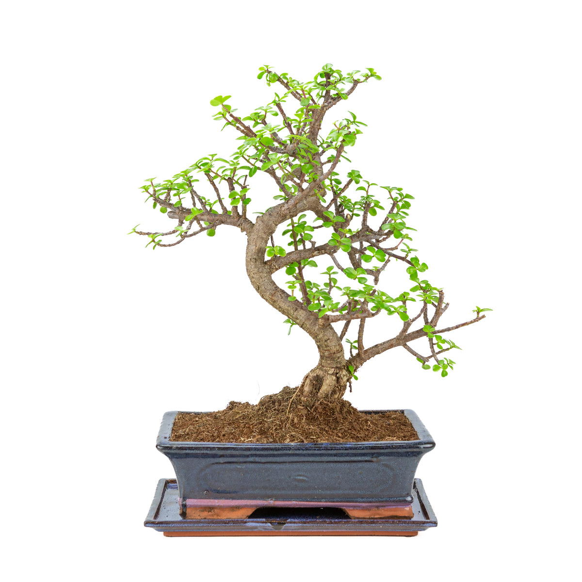Portulacaria afra (Spekboom) Bonsai in blauwe pot 29cm, hoogte ~49cm