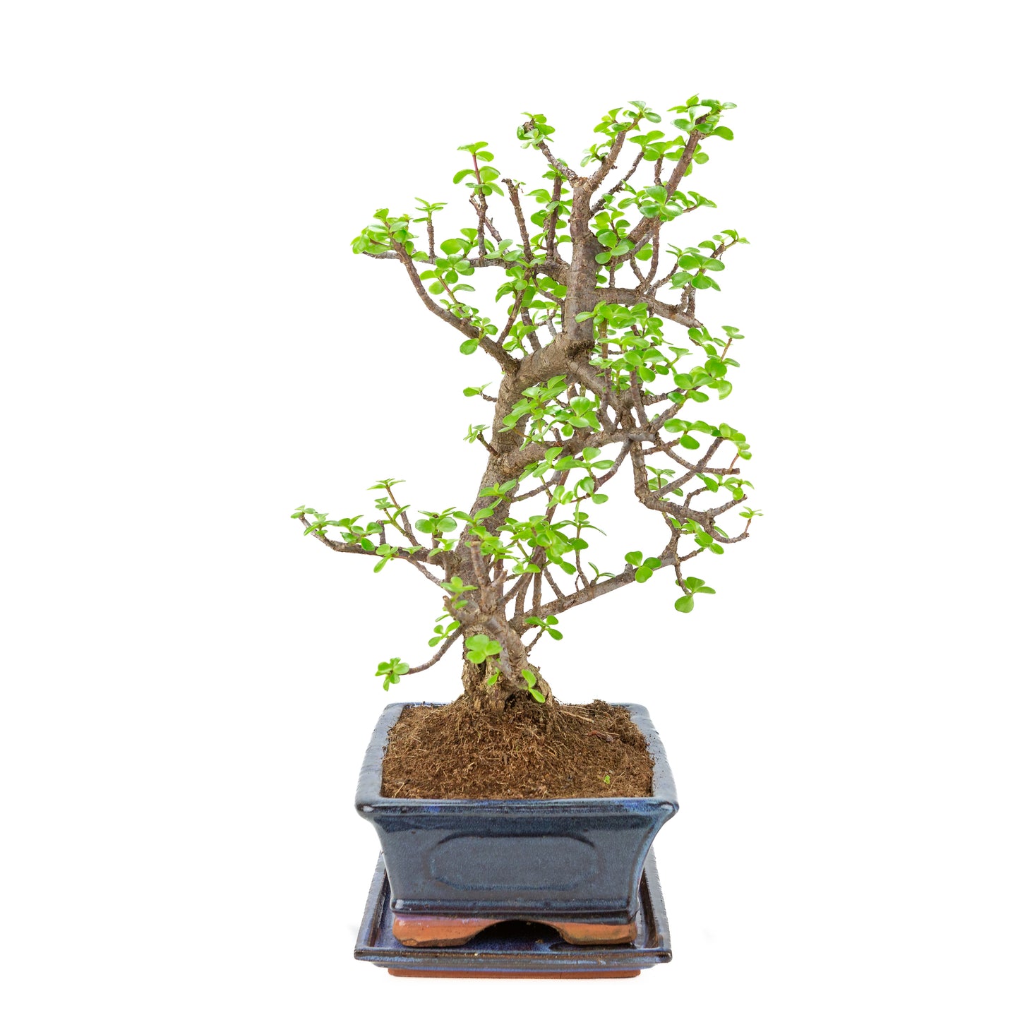 Portulacaria afra (Spekboom) Bonsai in blauwe pot 29cm, hoogte ~49cm
