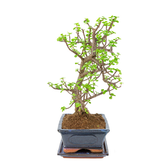 Portulacaria afra (Spekboom) Bonsai in blauwe pot 29cm, hoogte ~49cm