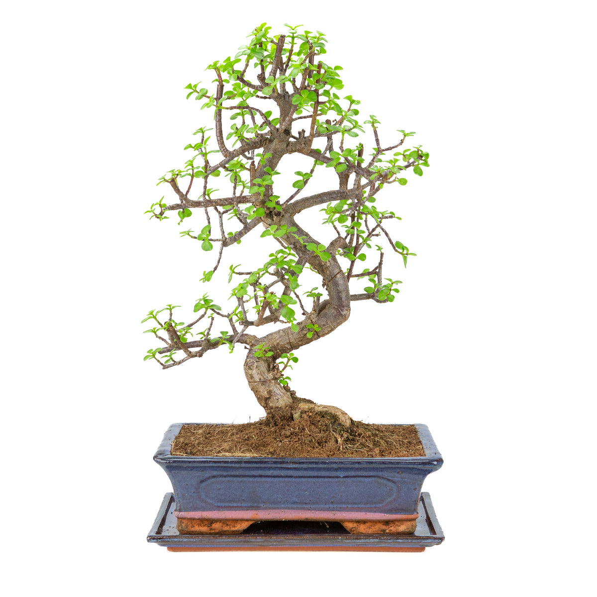 Portulacaria afra (Spekboom) Bonsai in blauwe pot 29cm, hoogte ~54cm