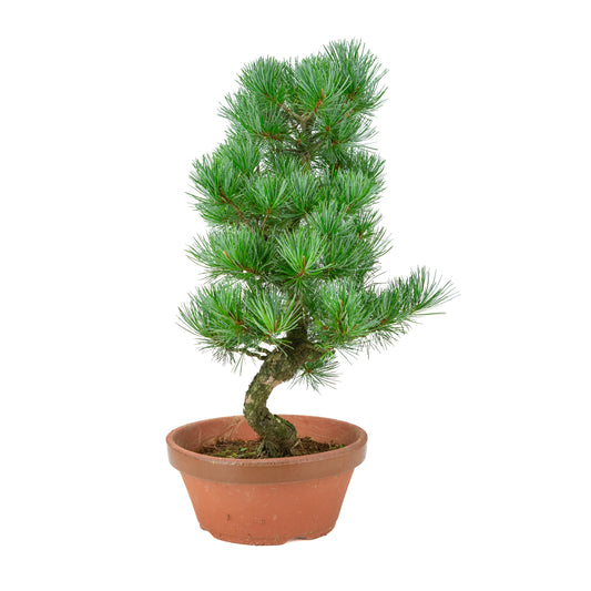 Pinus parviflora (witte den) terracotta pot 22 cm, hoogte ~51 cm