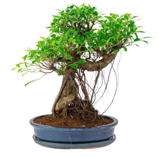 Ficus retusa Bonsai in blauwe ovale pot, hoogte ~53cm