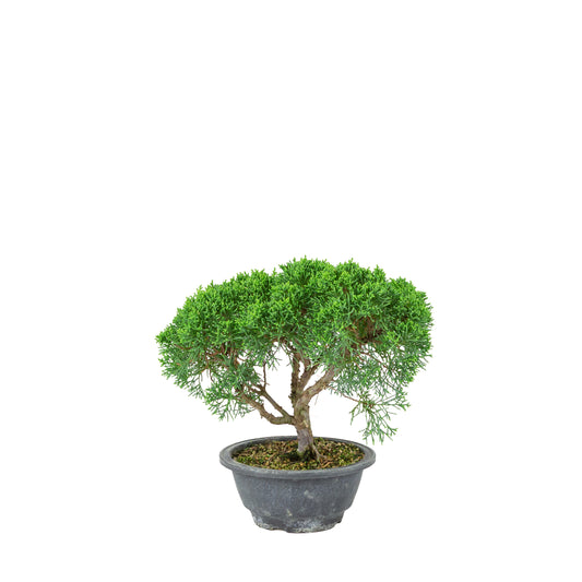 Juniperus chinensis (Jeneverbes) plastic pot 16cm, hoogte ~25cm