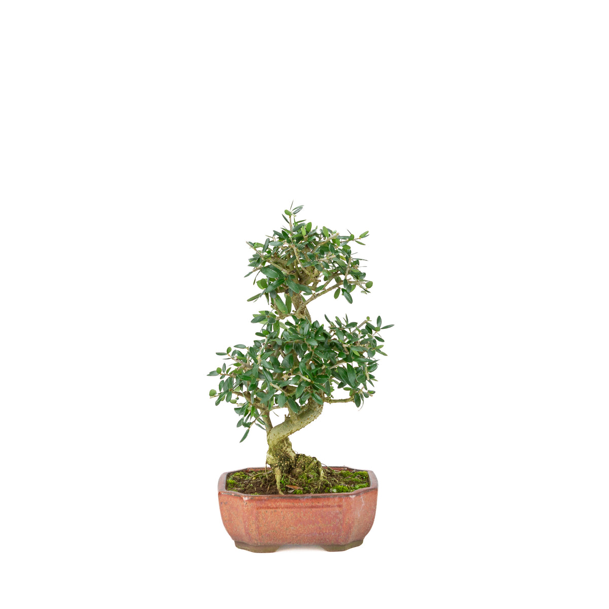 Olea sylvestris (olive tree), height ~32cm