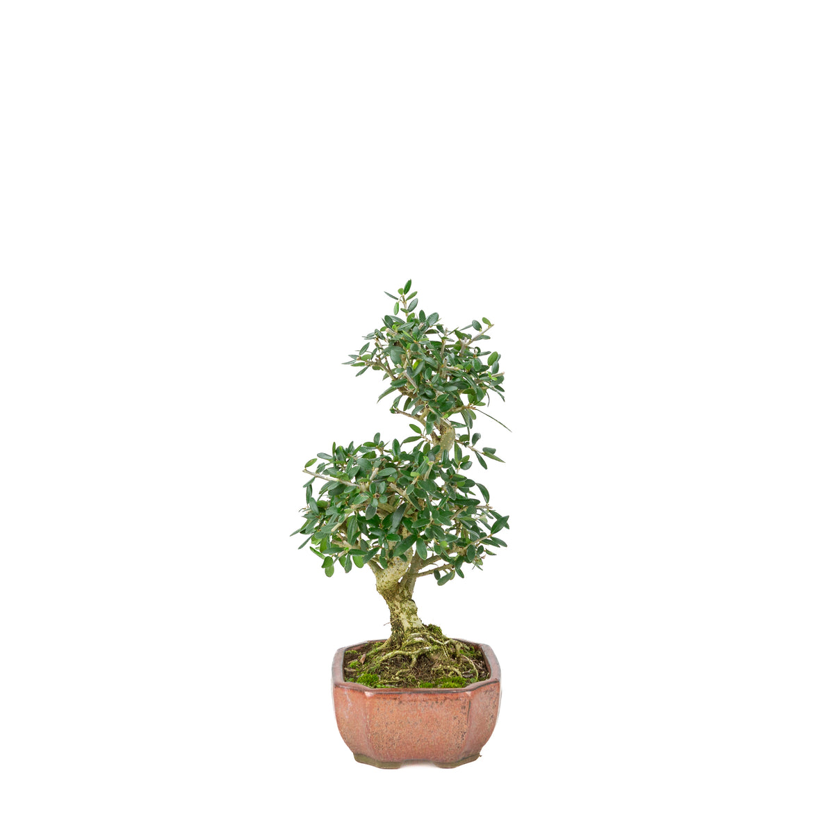 Olea sylvestris (olive tree), height ~32cm
