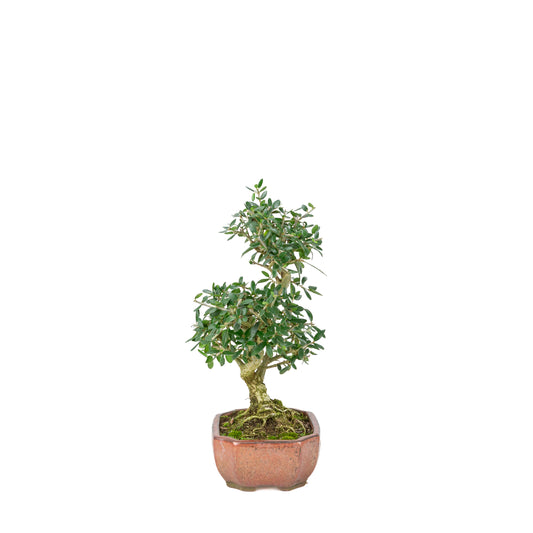 Olea sylvestris (olive tree), height ~32cm