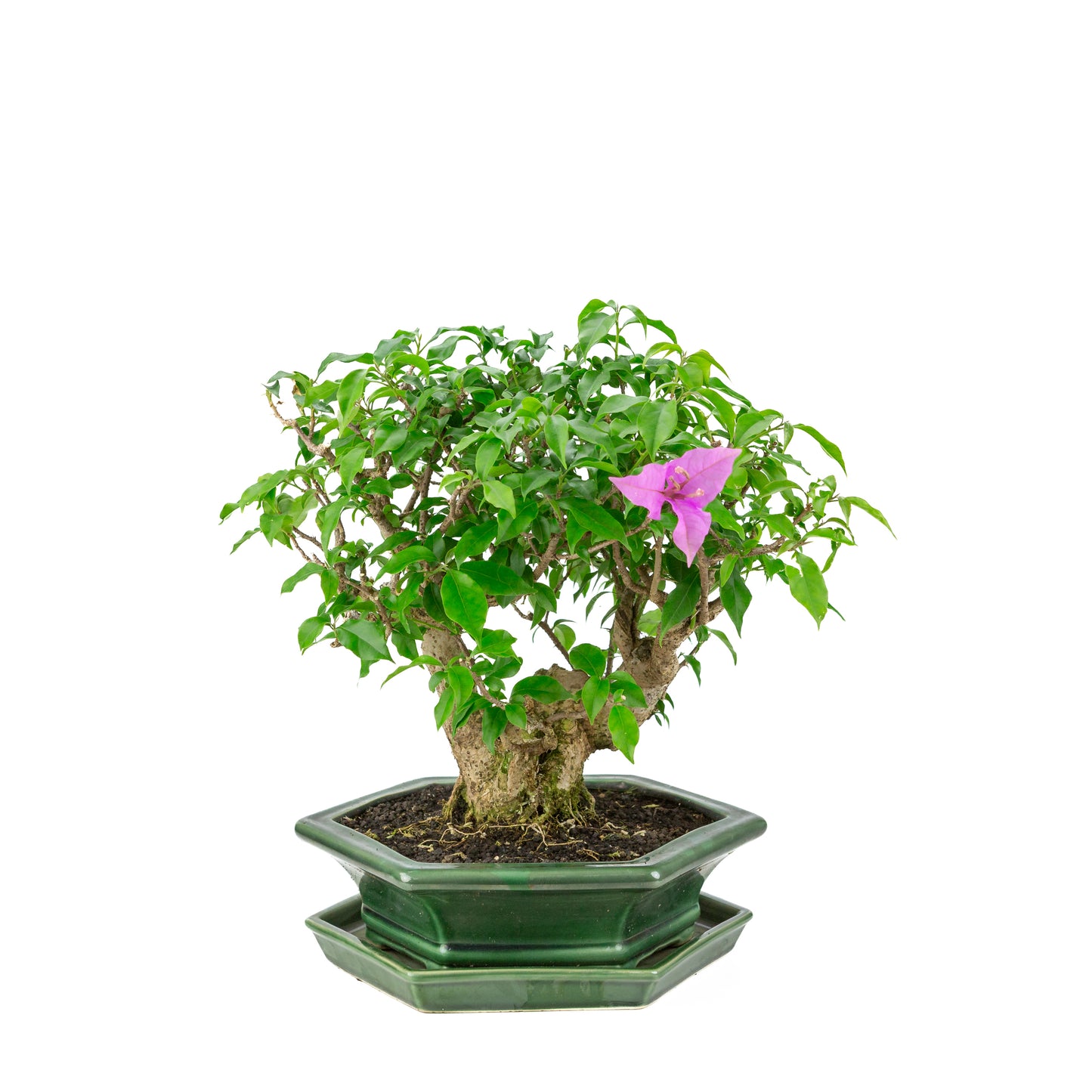 Bougainvillea glabra groene zeshoekige pot, hoogte ~38cm
