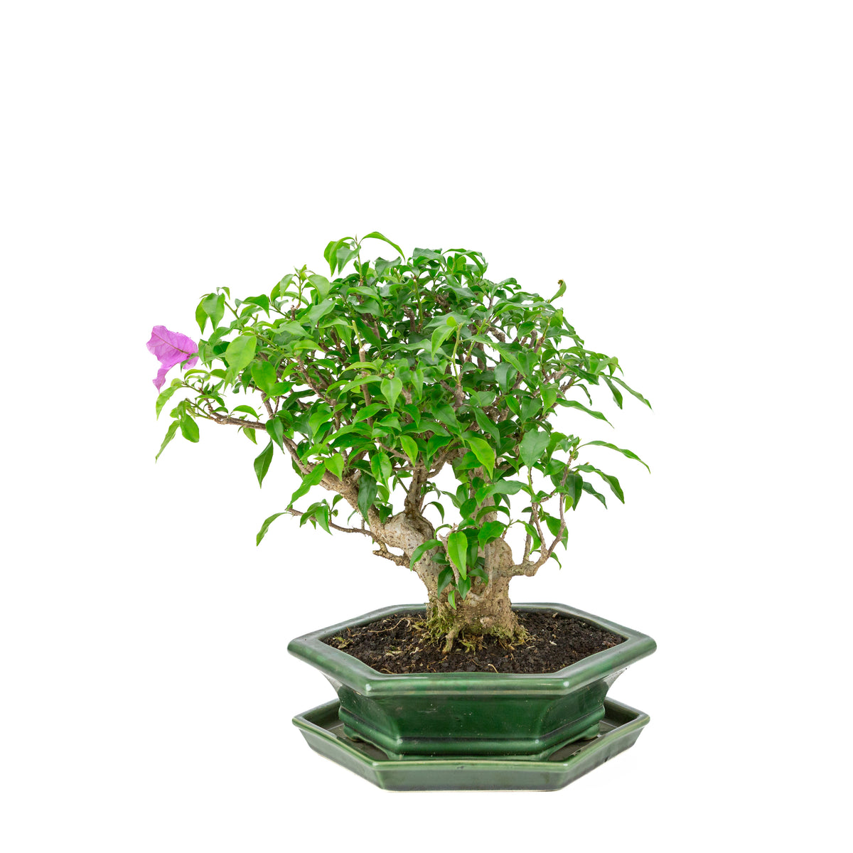 Bougainvillea glabra groene zeshoekige pot, hoogte ~38cm