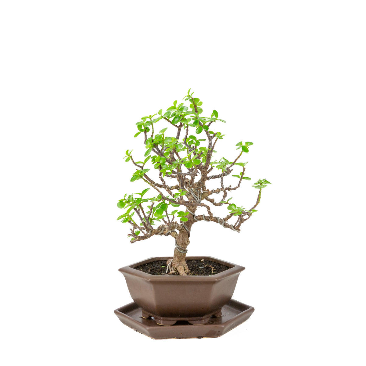 Portulacaria afra (Spekboom) Bonsai in zeshoekige bruine pot, hoogte ~37cm
