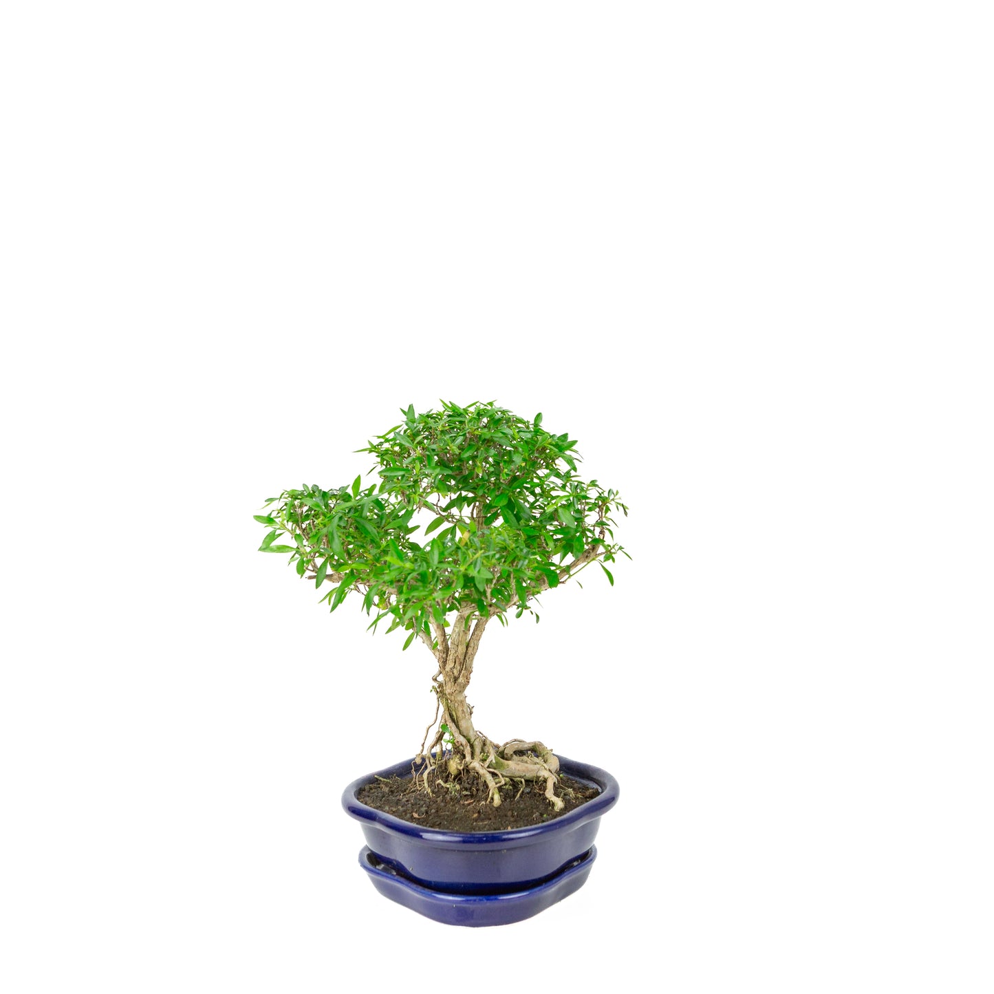 Serissa foetida (Boom van Duizend Sterren) Bonsai in blauwe lotus pot, hoogte ~29cm