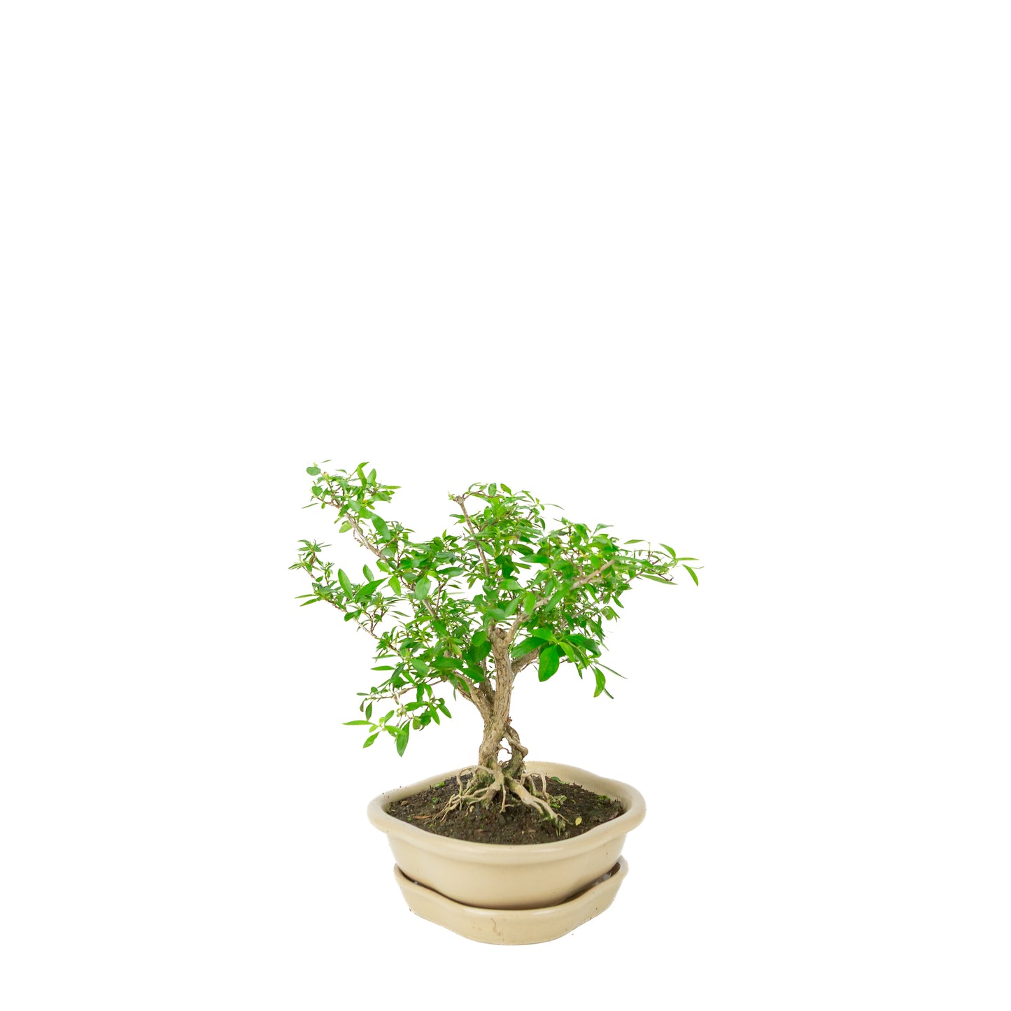 Serissa foetida (Boom van Duizend Sterren) Bonsai in crème lotus pot, hoogte ~25cm
