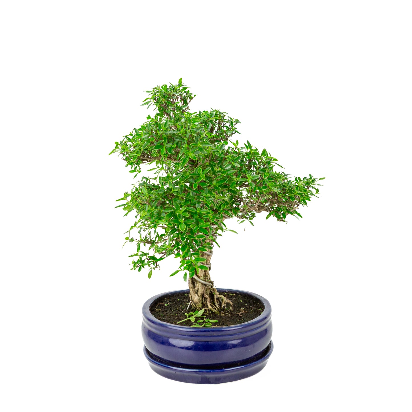 Serissa foetida (Boom van Duizend Sterren) Bonsai in blauwe ovale pot, hoogte ~41cm