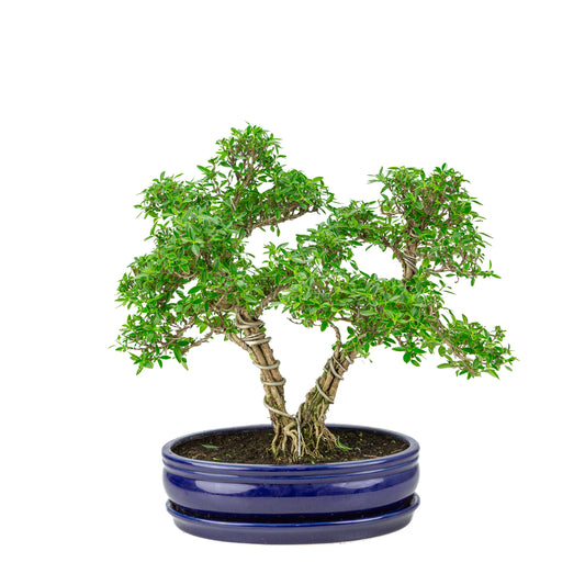 Serissa foetida (Boom van Duizend Sterren) Bonsai in blauwe ovale pot, hoogte ~41cm