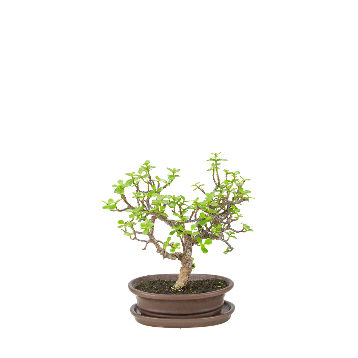 Portulacaria afra (Spekboom) Bonsai in bruine ovale pot, hoogte ~25cm