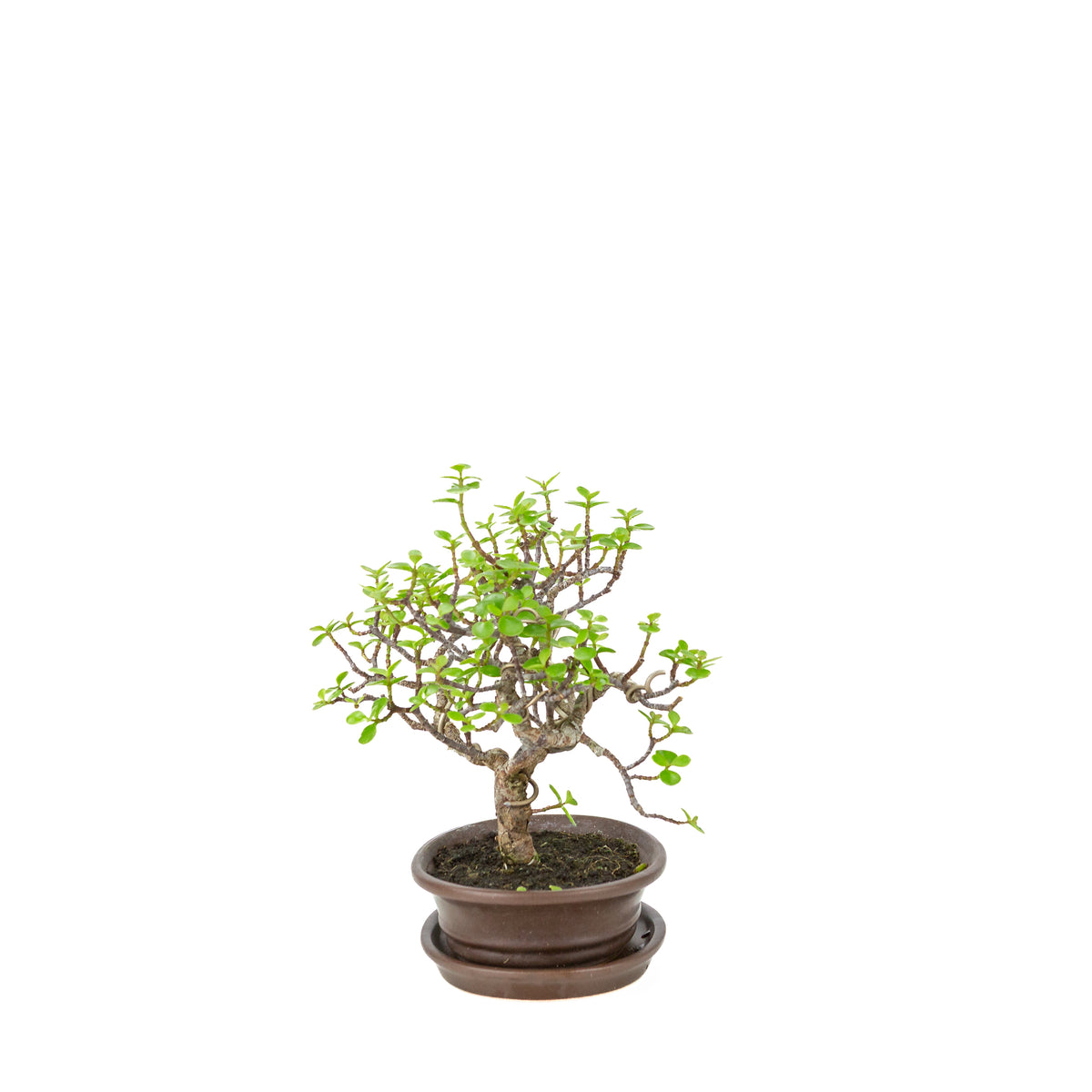 Portulacaria afra (Spekboom) Bonsai in bruine ovale pot, hoogte ~25cm