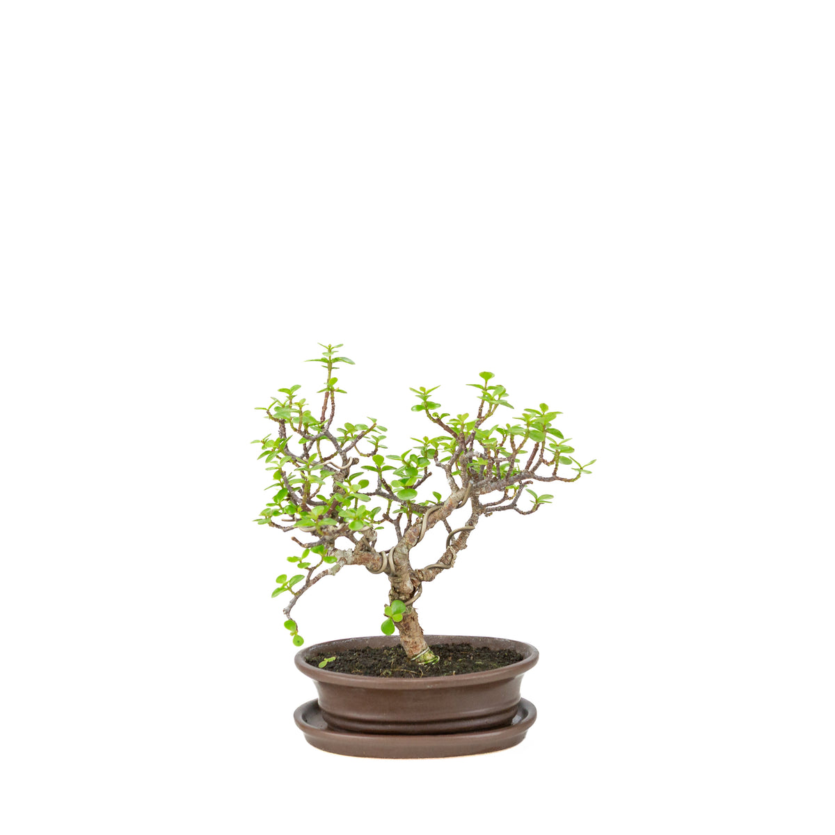 Portulacaria afra (Spekboom) Bonsai in bruine ovale pot, hoogte ~25cm