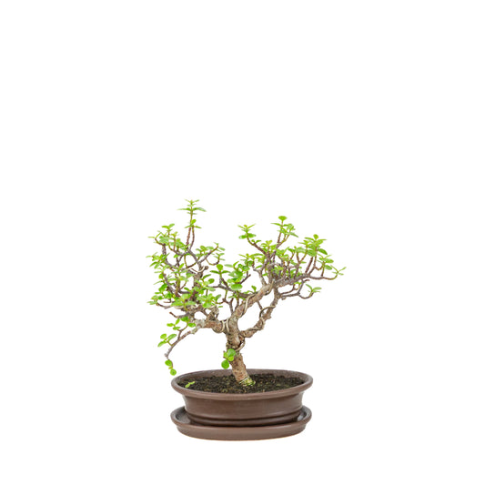 Portulacaria afra (Spekboom) Bonsai in bruine ovale pot, hoogte ~25cm