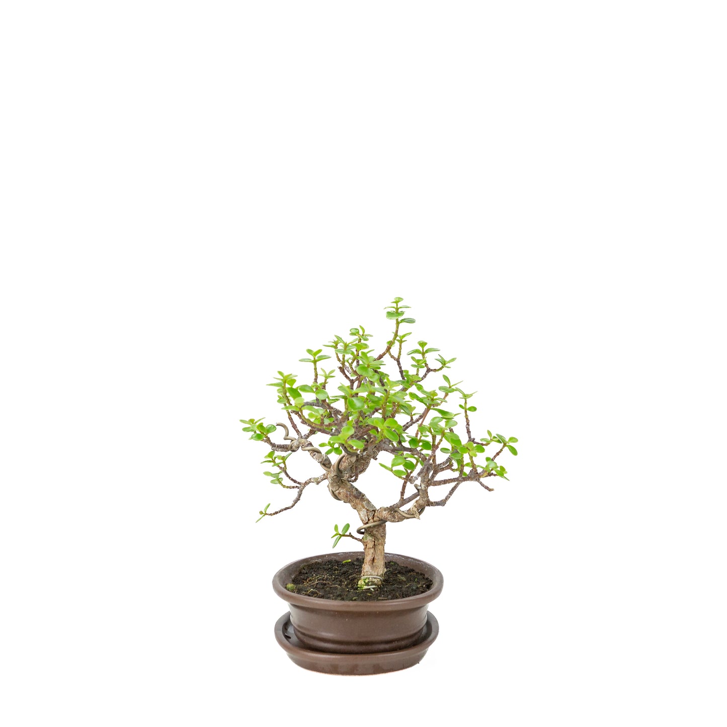 Portulacaria afra (Spekboom) Bonsai in bruine ovale pot, hoogte ~25cm