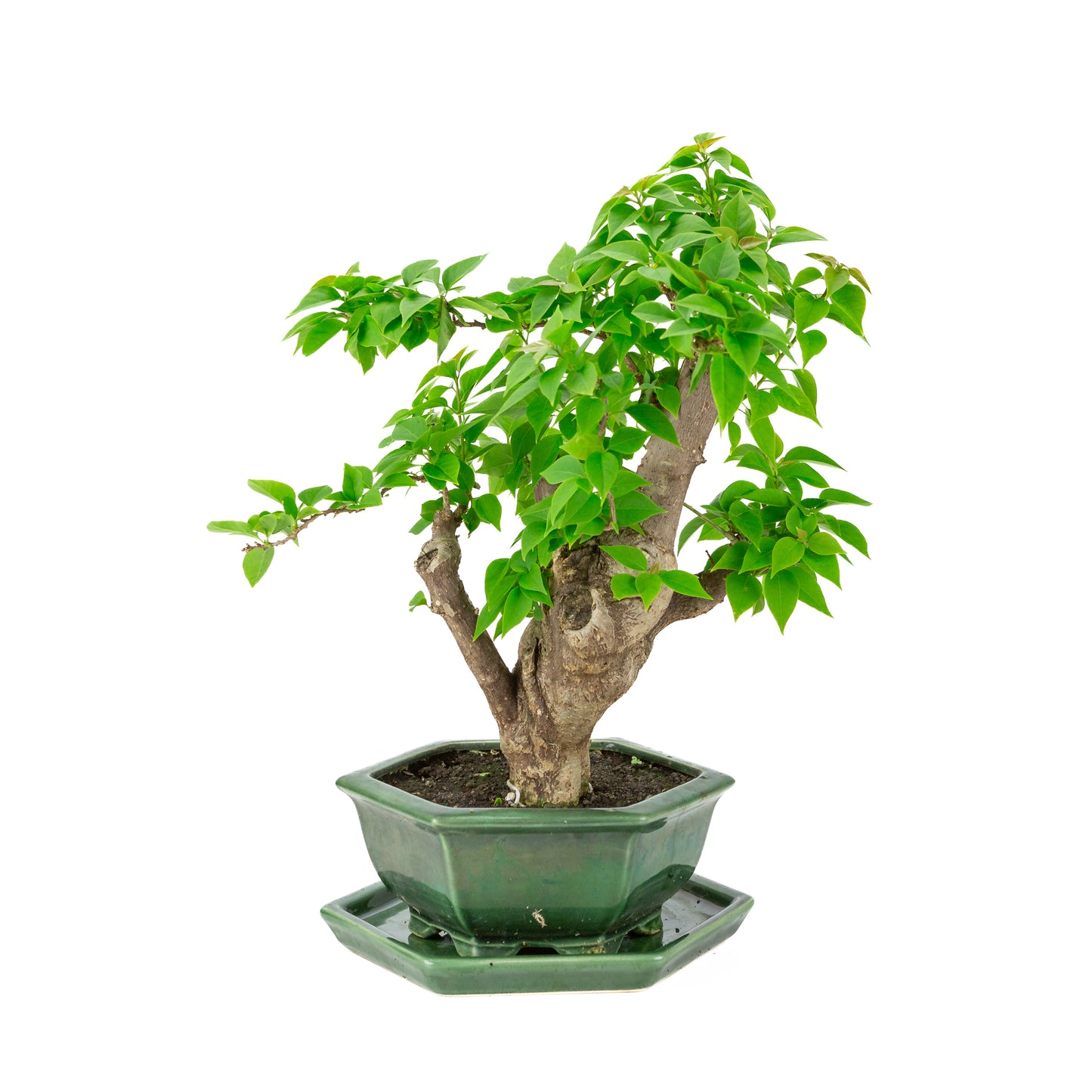 Bougainvillea glabra groene zeshoekige pot, hoogte ~44cm