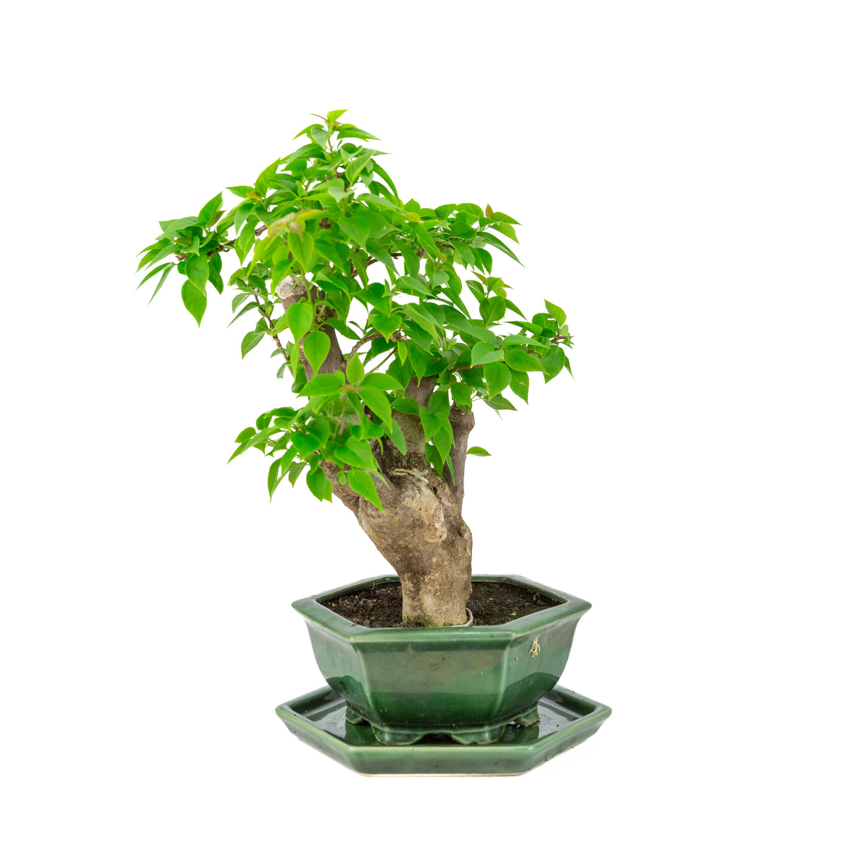 Bougainvillea glabra groene zeshoekige pot, hoogte ~44cm