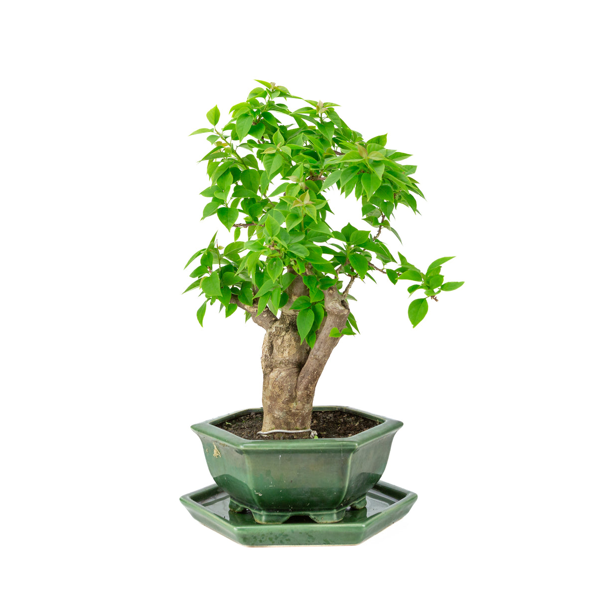 Bougainvillea glabra groene zeshoekige pot, hoogte ~44cm
