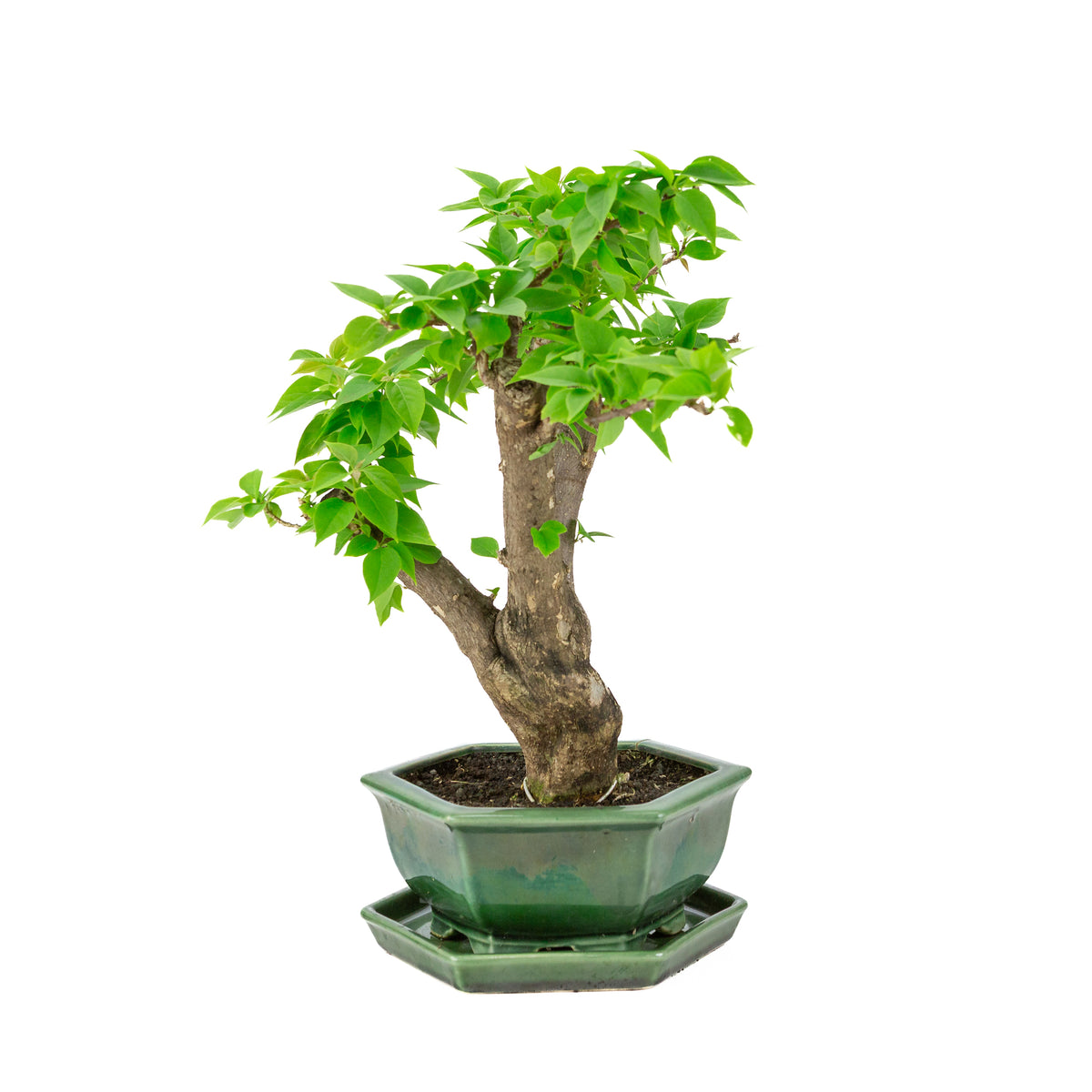 Bougainvillea glabra groene zeshoekige pot, hoogte ~42cm