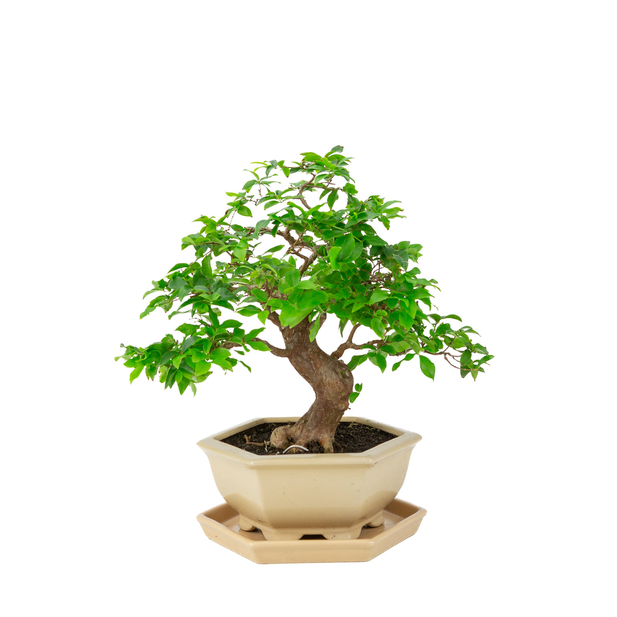 Syzigium caulifora (Javanese jambu) Bonsai in cream hexagonal pot, height ~37cm