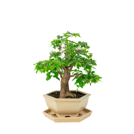Syzigium caulifora (Javaanse jambu) Bonsai in crème zeshoekige pot, hoogte ~37cm