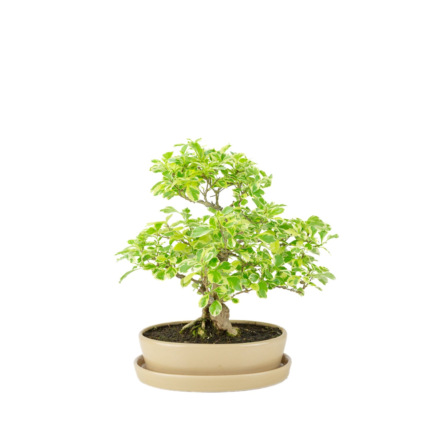 Durantha repens 'Variegata' Bonsai in crème ovale pot 21cm, hoogte ~33cm