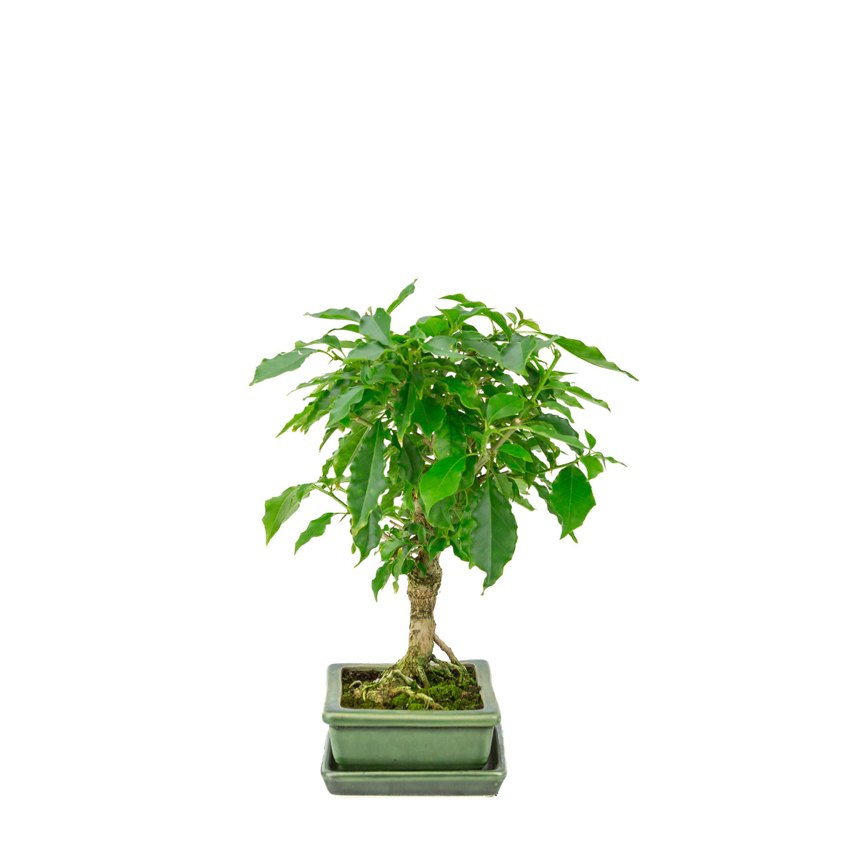 Bougainvillea glabra groene rechthoekige pot, hoogte ~33cm