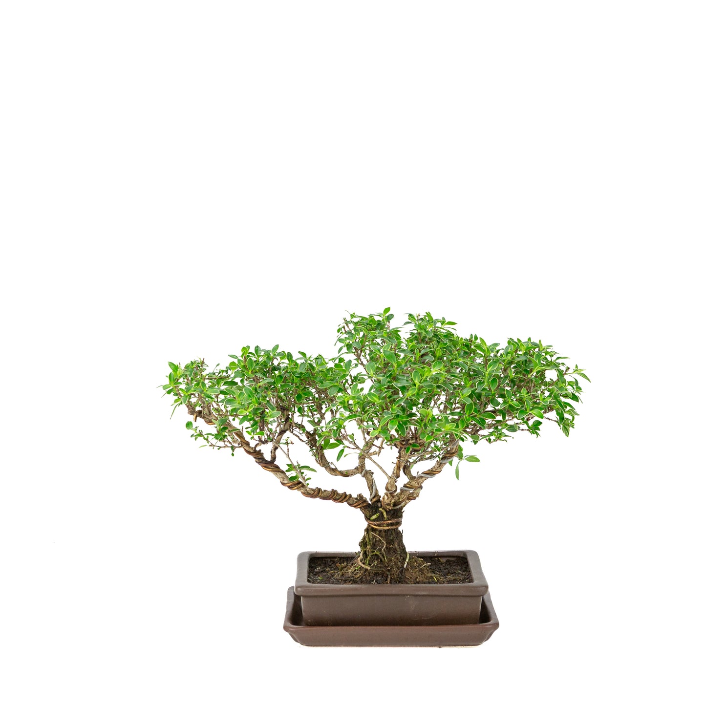 Serissa foetida (Boom van Duizend Sterren) Bonsai in bruine rechthoekige pot, hoogte ~26cm