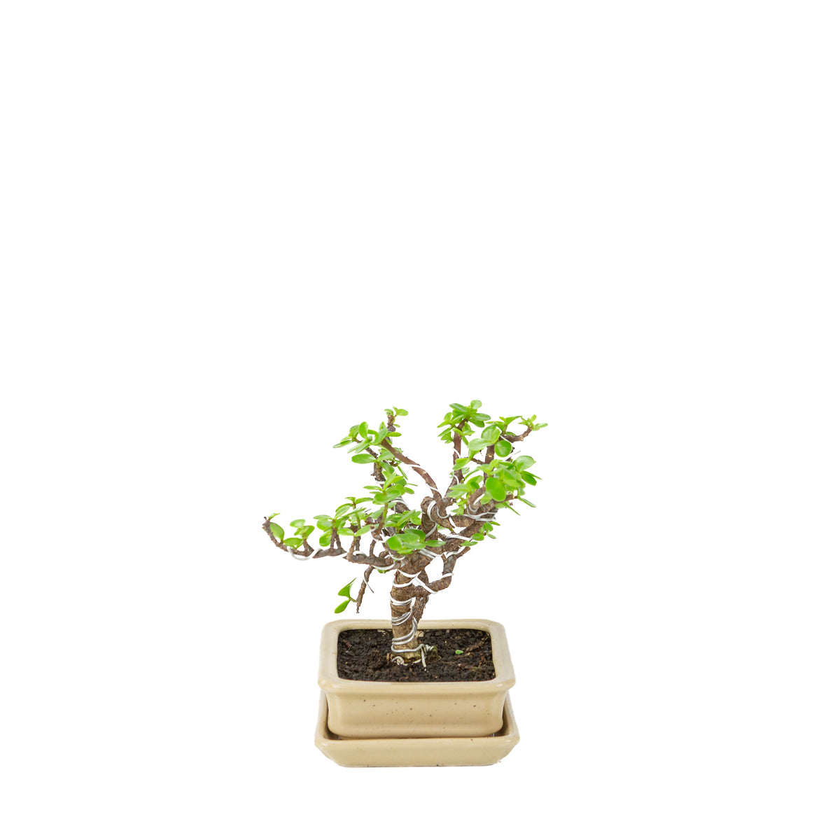 Portulacaria afra (Spekboom) Bonsai in crème rechthoekige pot, hoogte ~22cm