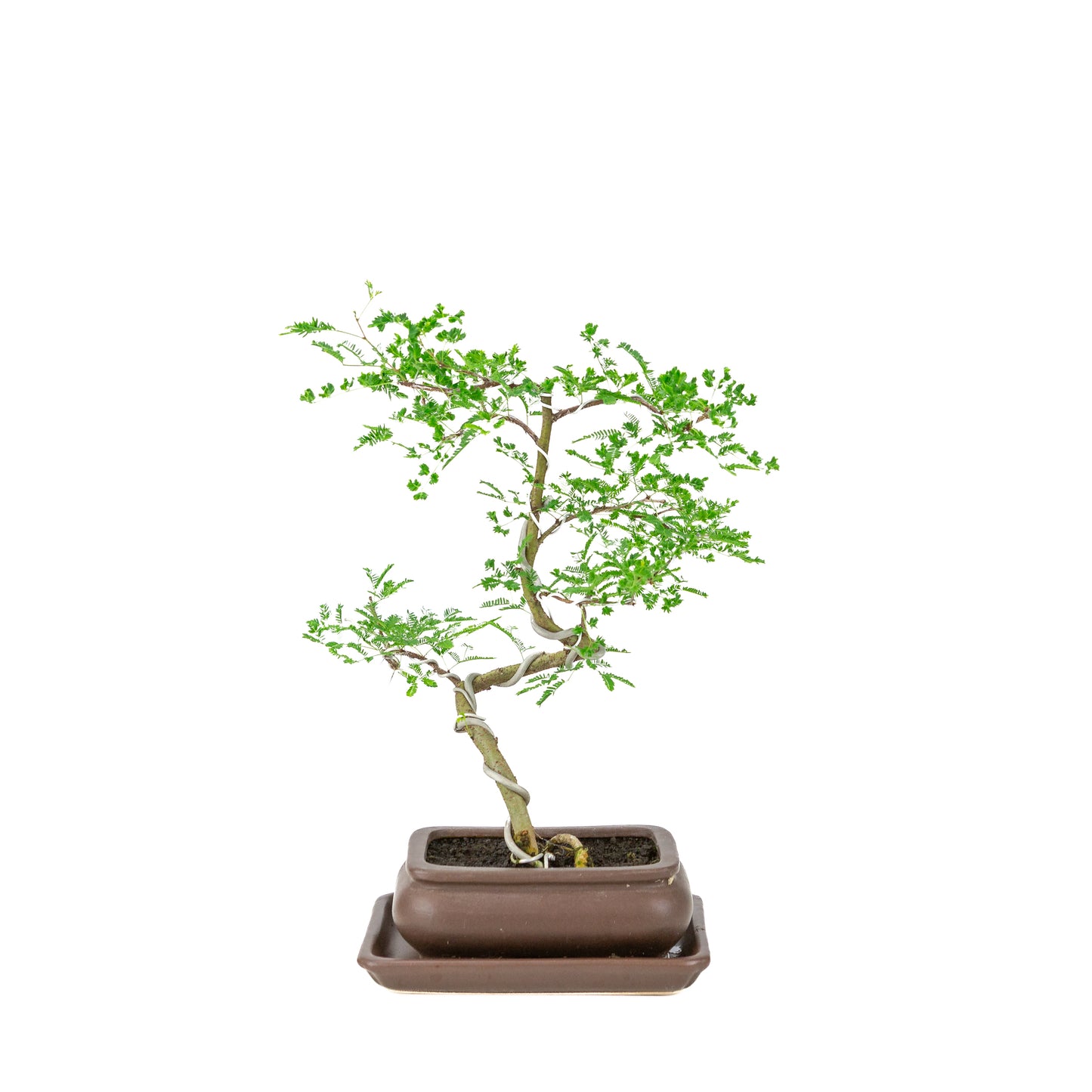Vachellia nilotica Bonsai (Godendoring) in bruine rechthoekige pot, hoogte ~37cm