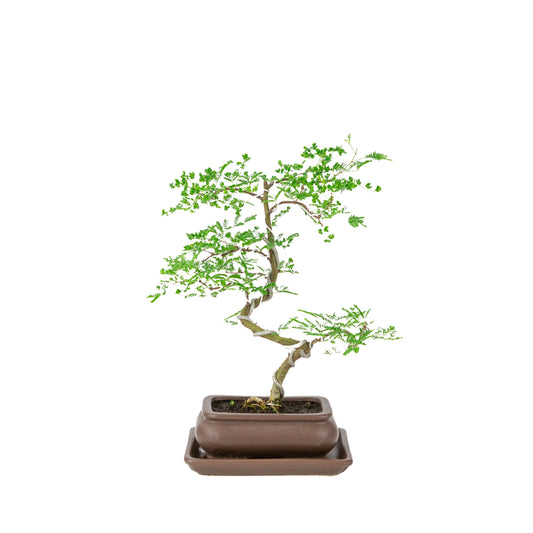 Vachellia nilotica Bonsai (Godendoring) in bruine rechthoekige pot, hoogte ~37cm