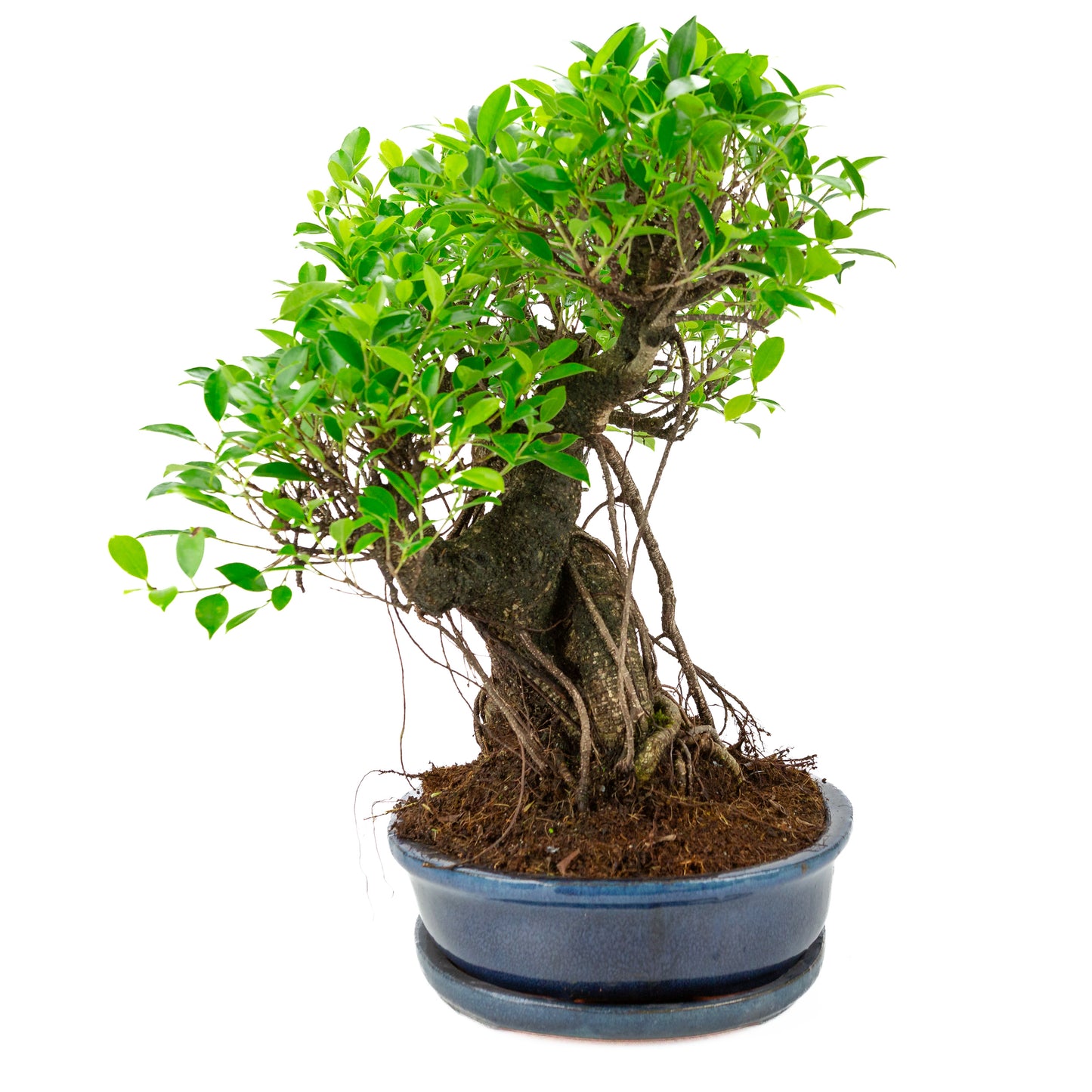 Ficus retusa Bonsai in blauwe ovale pot, hoogte ~52cm